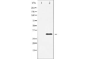 Western blot analysis of DARPP-32 expression in forskolin treated COS7 whole cell lysates,The lane on the left is treated with the antigen-specific peptide. (DARPP32 抗体)