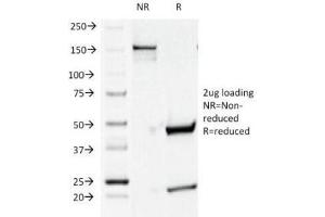 SDS-PAGE Analysis of Purified, BSA-Free CD44v4 Antibody (clone CD44v4/1219). (CD44v4 抗体)