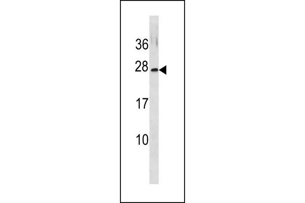 GINS3 抗体  (C-Term)