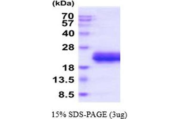 RNASE3 Protein (AA 28-160) (His tag)