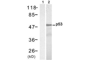 Western blot analysis of extract from HT-29 cells, using P53 (Ab-9) Antibody (E021084, Lane 1 and 2). (p53 抗体)