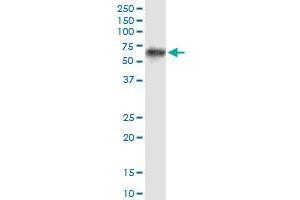 PROC monoclonal antibody (M01), clone 3A10. (PROC 抗体  (AA 32-131))