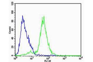 Flow cytometric analysis of SH-SY5Y cells using FXYD6 Antibody (green) compared to an isotype control of rabbit IgG(blue). (FXYD6 抗体  (C-Term))