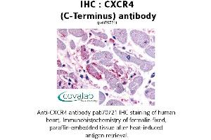 Image no. 1 for anti-Chemokine (C-X-C Motif) Receptor 4 (CXCR4) (C-Term) antibody (ABIN1733400) (CXCR4 抗体  (C-Term))