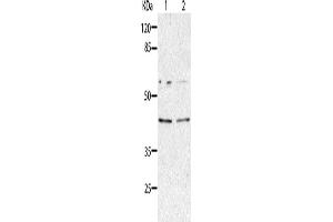 Western Blotting (WB) image for anti-Aminoacyl tRNA Synthetase Complex-Interacting Multifunctional Protein 2 (AIMP2) antibody (ABIN2427639) (AIMP2 抗体)