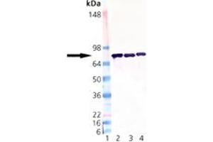 Western blot analysis of ERp72: Lane 1: MW Marker, Lane 2: Rat Liver Microsome Extract, Lane 3: Mouse Liver Microsome Extract, Lane 4: Human Liver Microsome Extract. (PDIA4 抗体  (AA 623-638))