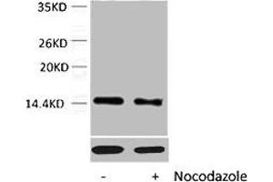 Western blot analysis of extracts from Hela cells, untreated (-) or treated, 1:5000. (HIST1H4A 抗体  (pThr80))