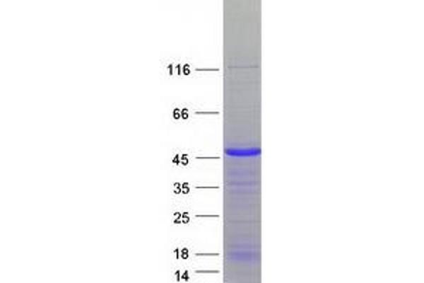 SLBP Protein (Myc-DYKDDDDK Tag)