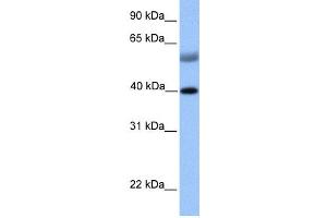 Western Blotting (WB) image for anti-ISL LIM Homeobox 1 (ISL1) antibody (ABIN2457943) (ISL1 抗体)