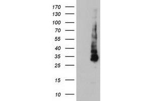 Western Blotting (WB) image for anti-Potassium Inwardly-Rectifying Channel, Subfamily J, Member 3 (KCNJ3) (AA 279-501) antibody (ABIN1491313) (KCNJ3 抗体  (AA 279-501))
