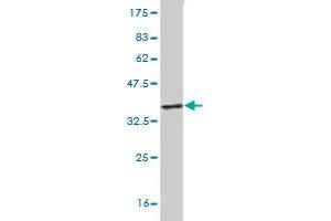 Western Blot detection against Immunogen (36. (HSF4 抗体  (AA 121-220))