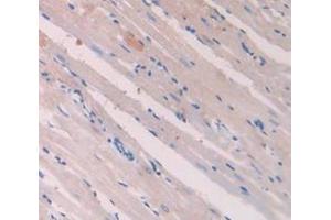 IHC-P analysis of Rat Tissue, with DAB staining. (Retinoic Acid Receptor alpha 抗体  (AA 237-459))