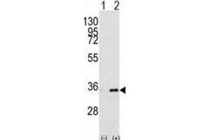 Western Blotting (WB) image for anti-Prohibitin 2 (PHB2) antibody (ABIN3003100) (Prohibitin 2 抗体)