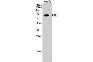 Western Blotting (WB) image for anti-Fibroblast Growth Factor Receptor Substrate 2 (FRS2) (Tyr580) antibody (ABIN3175164) (FRS2 抗体  (Tyr580))