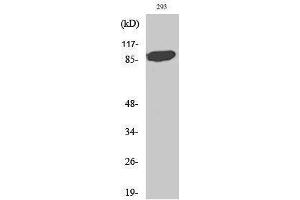 Western Blotting (WB) image for anti-Signal Transducer and Activator of Transcription 5A (STAT5A) (Tyr1246), (Tyr1252) antibody (ABIN3180343) (STAT5A 抗体  (Tyr1246, Tyr1252))