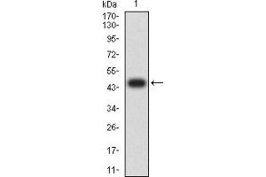 Western blot analysis using CD16B mAb against human CD16B (AA: 17-200) recombinant protein. (FCGR3B 抗体  (AA 17-200))