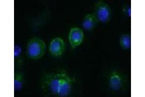 Immunofluorescence (IF) image for anti-CD14 (CD14) antibody (FITC) (ABIN1105874) (CD14 抗体  (FITC))