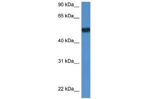 Western Blot showing Bin1 antibody used at a concentration of 1. (BIN1 抗体  (N-Term))