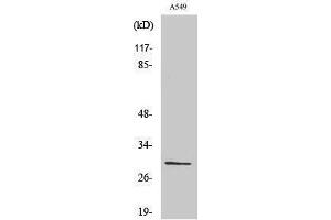 Western Blotting (WB) image for anti-Ribosomal Protein S8 (RPS8) (Internal Region) antibody (ABIN3186808) (RPS8 抗体  (Internal Region))