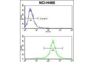 Flow cytometric analysis of NCI-H460 cells usin(bottom histogram) compared to a negative control cell (top histogram). (KIT 抗体  (N-Term))