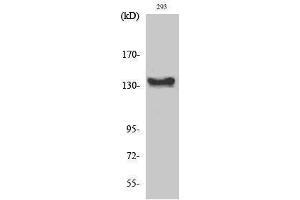 Western Blotting (WB) image for anti-C-Abl Oncogene 1, Non-Receptor tyrosine Kinase (ABL1) (C-Term) antibody (ABIN3174117) (ABL1 抗体  (C-Term))