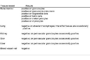 Tissue staining: RK-4 reaction pattern. (Granulocytes 抗体)