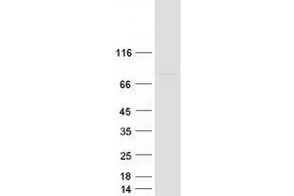 UBASH3A Protein (Transcript Variant 1) (Myc-DYKDDDDK Tag)