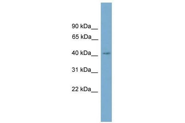 SASH3 抗体  (C-Term)