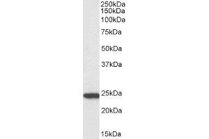 Biotinylated ABIN4902542 (3µg/ml) staining of U937 lysate (35µg protein in RIPA buffer), exactly mirroring its parental non-biotinylated product. (PYCARD 抗体  (C-Term) (Biotin))