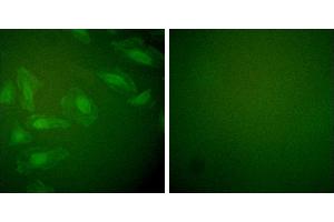 Peptide - +Immunofluorescence analysis of HeLa cells, using DJ-1 antibody (#C0172). (PARK7/DJ1 抗体)