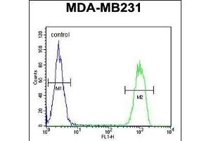 C Antibody (N-term) (ABIN650926 and ABIN2839997) flow cytometric analysis of MDA-M cells (right histogram) compared to a negative control cell (left histogram). (CJ119 (AA 143-171), (N-Term) 抗体)