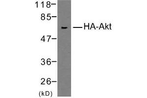 Image no. 1 for anti-HA-Tag antibody (ABIN6580607) (HA-Tag 抗体)