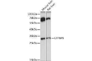 Western blot analysis of extracts of various cell lines, using GTPBP8 Rabbit pAb (ABIN7267527) at 1:1000 dilution. (GTPBP8 抗体  (AA 1-170))