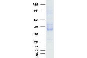 Validation with Western Blot (Ephrin B2 Protein (EFNB2) (Myc-DYKDDDDK Tag))