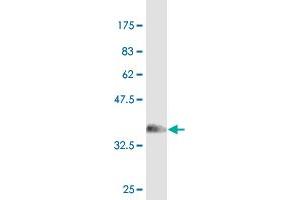 Western Blot detection against Immunogen (36. (Sp3 抗体  (AA 516-615))