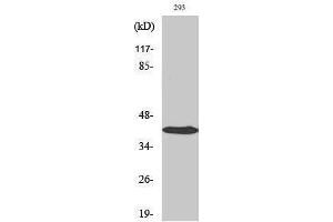 Western Blotting (WB) image for anti-Jun Proto-Oncogene (JUN) (Ser657) antibody (ABIN3183302) (C-JUN 抗体  (Ser657))