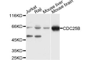 Western blot analysis of extracts of various cell lines, using CDC25B antibody. (CDC25B 抗体)