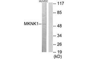 Western Blotting (WB) image for anti-MAP Kinase Interacting serine/threonine Kinase 1 (MKNK1) (AA 111-160) antibody (ABIN2889741) (MKNK1 抗体  (AA 111-160))