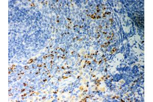 Anti- CD36 Picoband antibody, IHC(P) IHC(P): Rat Spleen Tissue (CD36 抗体  (N-Term))