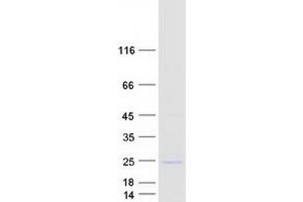 SPCS3 Protein (Myc-DYKDDDDK Tag)