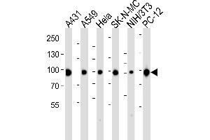 Western blot analysis of lysates from A431, A549, Hela, SK-N-MC, mouse NIH/3T3, rat PC-12 cell line (from left to right), using HSP90 Antibody (C-term) (ABIN6243457 and ABIN6577429). (HSP90 抗体  (C-Term))