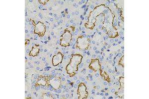 Immunohistochemistry of paraffin-embedded mouse kidney using STX1A antibody (ABIN6134937, ABIN6148660, ABIN6148662 and ABIN6223930) (40x lens). (STX1A 抗体)
