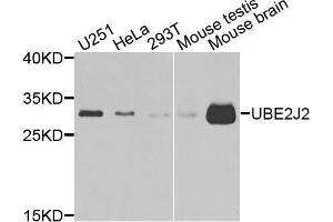 Western blot analysis of extracts of various cells, using UBE2J2 antibody. (UBE2J2 抗体)