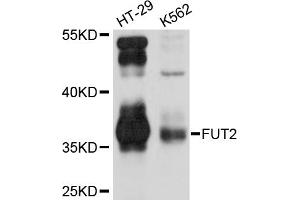 Western blot analysis of extracts of various cell lines, using FUT2 antibody (ABIN5974994) at 1/1000 dilution. (FUT2 抗体)