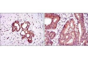 Immunohistochemistry (IHC) image for anti-Orthodenticle Homeobox 2 (OTX2) antibody (ABIN1845978) (OTX2 抗体)