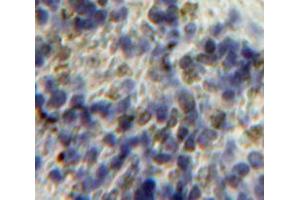 IHC-P analysis of Spleen tissue, with DAB staining. (HPSE 抗体  (AA 34-115))