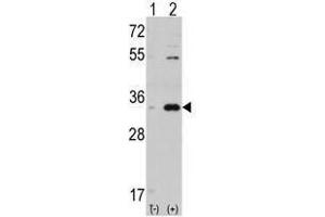 Image no. 1 for anti-Cyclin-Dependent Kinase 1 (CDK1) (C-Term) antibody (ABIN357036) (CDK1 抗体  (C-Term))