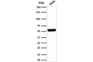 Western Blotting (WB) image for anti-Heat Shock 60kDa Protein 1 (Chaperonin) (HSPD1) antibody (ABIN6939671)