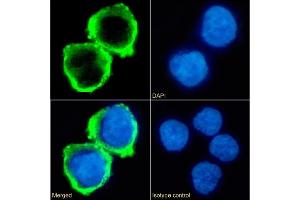 Immunofluorescence staining of fixed K562 cells with anti-B7-H6 antibody 17B1. (Recombinant B7-H6 抗体  (Extracellular Domain))