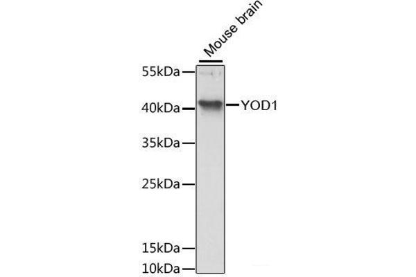 YOD1 抗体